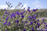 Italian Bugloss (Anchusa azurea Dropmore)