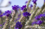 Italian Bugloss (Anchusa azurea Dropmore)