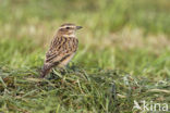 Whinchat (Saxicola rubetra)