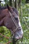 Paard (Equus spp)