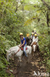 Horse (Equus spp)