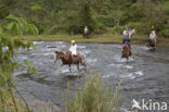 Horse (Equus spp)