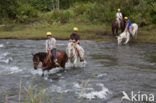 Paard (Equus spp)