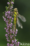 Paardenbijter (Aeshna mixta)