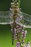 Paardenbijter (Aeshna mixta)