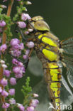 Paardenbijter (Aeshna mixta)