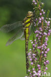 Paardenbijter (Aeshna mixta)