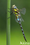 Paardenbijter (Aeshna mixta)