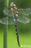 Paardenbijter (Aeshna mixta)