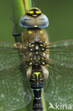 Migrant Hawker (Aeshna mixta)