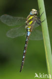 Paardenbijter (Aeshna mixta)