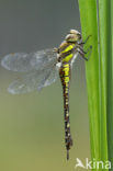 Paardenbijter (Aeshna mixta)