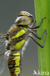 Migrant Hawker (Aeshna mixta)