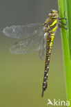 Paardenbijter (Aeshna mixta)