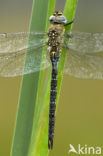 Paardenbijter (Aeshna mixta)