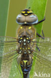 Migrant Hawker (Aeshna mixta)