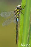 Paardenbijter (Aeshna mixta)