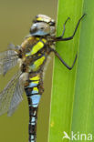 Paardenbijter (Aeshna mixta)