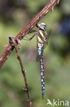 Paardenbijter (Aeshna mixta)