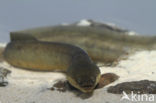 Eel (Anguilla anguilla) 