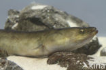 Eel (Anguilla anguilla) 