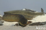 Eel (Anguilla anguilla) 