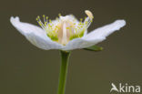 Northern Grass-of-parnassus (Parnassia palustris)