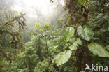 Parque Nacional Monteverde