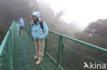 Parque Nacional Monteverde