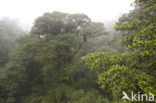 Parque Nacional Monteverde