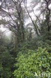 Parque Nacional Monteverde