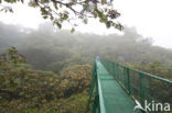 Parque Nacional Monteverde