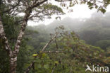 Parque Nacional Monteverde