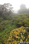 Parque Nacional Monteverde
