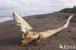 Parque nacional Tortuguero