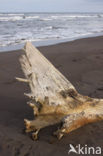 Parque nacional Tortuguero