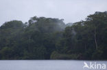 Parque nacional Tortuguero