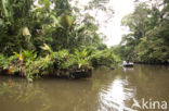 Parque nacional Tortuguero