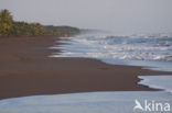 Parque nacional Tortuguero