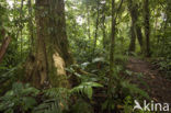 Parque Nacional Volcán Arenal