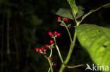 Parque Nacional Volcán Arenal