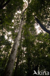 Parque Nacional Volcán Arenal