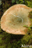 Peenrode melkzwam (Lactarius deterrimus)