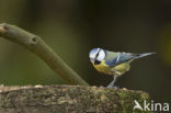 Pimpelmees (Parus caeruleus)