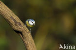 Pimpelmees (Parus caeruleus)