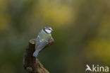 Pimpelmees (Parus caeruleus)