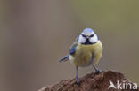 Blue Tit (Parus caeruleus)