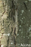 Plakker (Lymantria dispar)