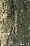 Gypsy Moth (Lymantria dispar)