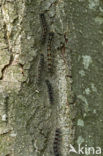 Gypsy Moth (Lymantria dispar)